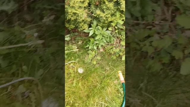 можно ли на второй год получить урожай крыжовника??? Очень интересно...