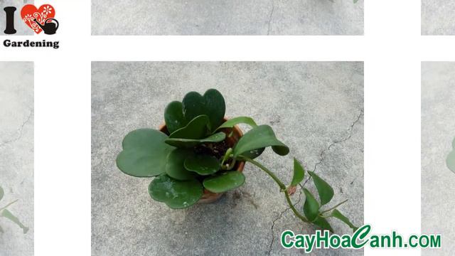 CÂY LAN LÁ TRÁI TIM смотреть онлайн