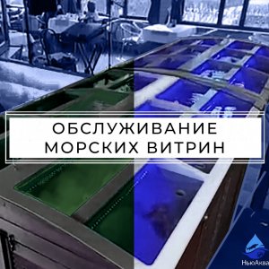 Обслуживание морских витрин., передержек для морепродуктов.