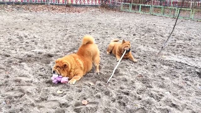 Lipa loves soft toys Липа забрала игрушку смотреть онлайн