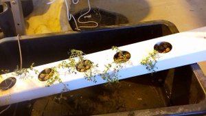 Тест проточной гидропоники. Горох. Peas grow in hydroponics