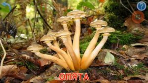 Карточки Домана Грибы