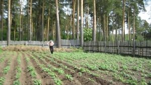 Лебёдка с бензопилой Дружба 6 - окучивание картошки