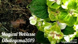 08августа2019 Крупнолистная Гортензия Magical Noblesse ✌️?