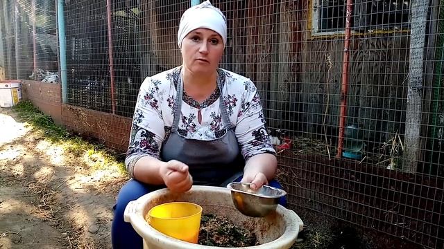 Летнее кормление кур, повышаем яйценоскость.