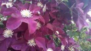 #клематис #цветыклематиса / Цветение клематиса сорта Варшавская Найк(лат. clematis Warszawska Nike)