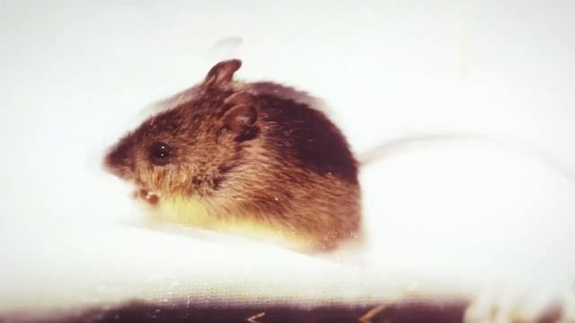 Звуки животных Мыши и Крысы для монтажа