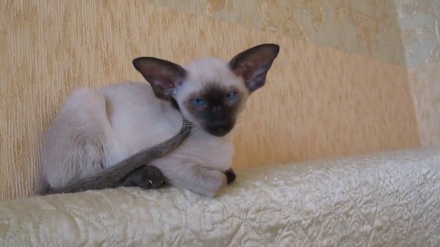 MVI 6281 Сиам помёт Е-2 смотреть онлайн