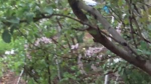 цветут красномясые  яблони