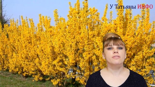 ТОП-5 цветущих КУСТАРНИКОВ для САДА и ДАЧИ!!! смотреть онлайн