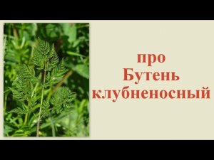 Про бутень клубненосный 4 июня 2013