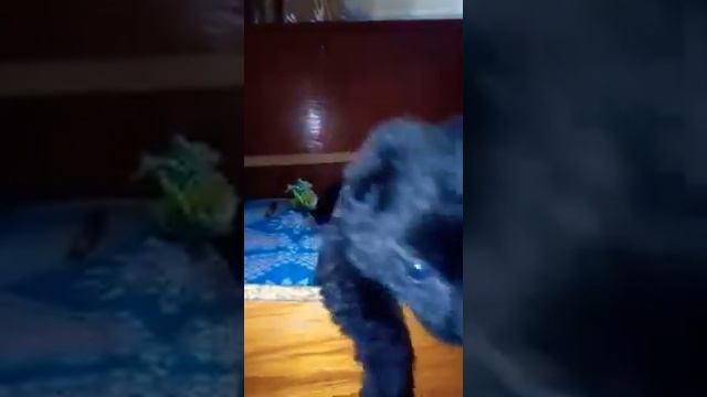 #СХИППЕРКЕ смотреть онлайн