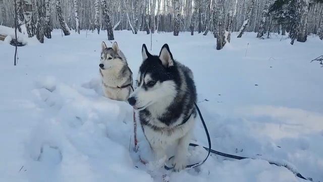 Нарядная ёлка в лесу???#huskyidel #сибирскийхаски#челябинск смотреть онлайн
