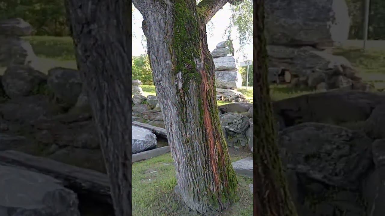 алтай медвежий угол смотреть онлайн