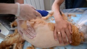 Стрижка Кота выезд на дом stylepet.ru в Москве