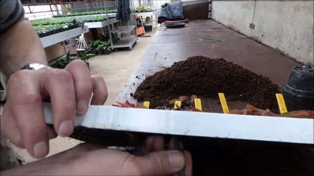 PRODUIRE SES BEGONIAS SEMPERFLORENS DE A à Z смотреть онлайн