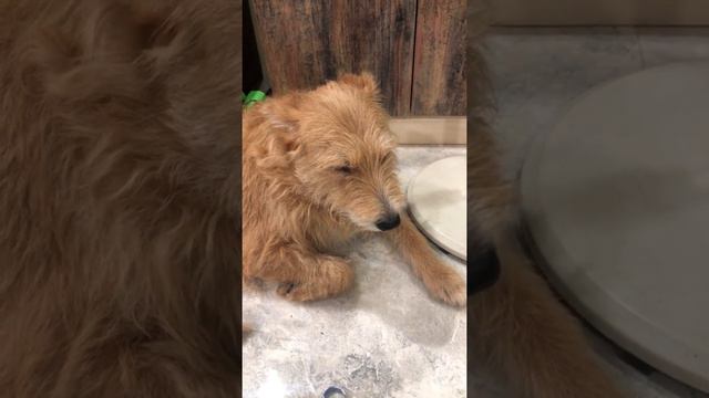 Bob Pluto #dog смотреть онлайн