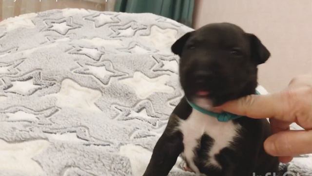 Бультерьер.Miniature Bullterrier.Black bullterrier.