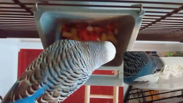 Полезный перекус Тоши попугая 🥕| Тоша попугай Channel смотреть онлайн