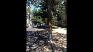 вечная память-георгий тевзадзе