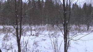 Охота на зайцев с гончими собаками