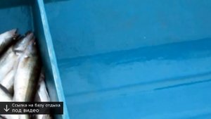 авалон база отдыха астрахань отзывы