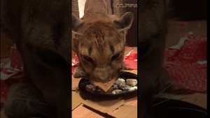 Как приготовить вкусный торт. Very tasty cake