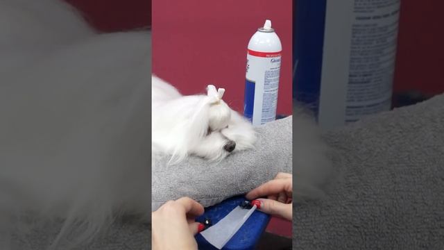 ШОУ ГРУМИНГ МАЛЬТЕЗЕ / ОФОРМЛЕНИЕ ТОП-НОТА / МАЛЬТИЙСКАЯ БОЛОНКА / GROOM SCHOOL