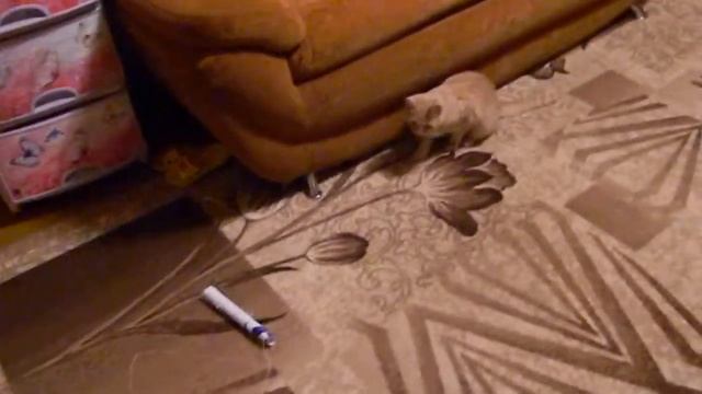 Бешеный кот!! смотреть онлайн