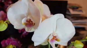 Новинка орхидея Биг Лип 'Жар-птица' и Полярный мишка. Распаковка шикарной Голандии от новой группы