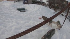 Тренируем щенков, учим гулять на поводке | Тренировка на закрытой территории | Husky Vlog