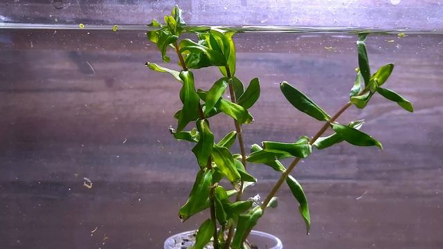 АММАНИЯ КАПИТЕЛЛАТА a.k.a НЕЗЕЯ ТРИФЛОРА ( Ammannia capitellata ) смотреть онлайн