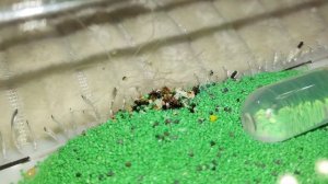 Кормление муравьёв жнецов яйцом Как живут муравьи в муравьиной ферме top ant