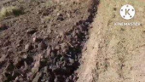 Оборотный плуг МТЗ, МТЗ 82.1 турбо на пахоте. Между делом кошу кукурузу на сено.