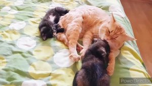 Заботливый кот. Кот Лис.