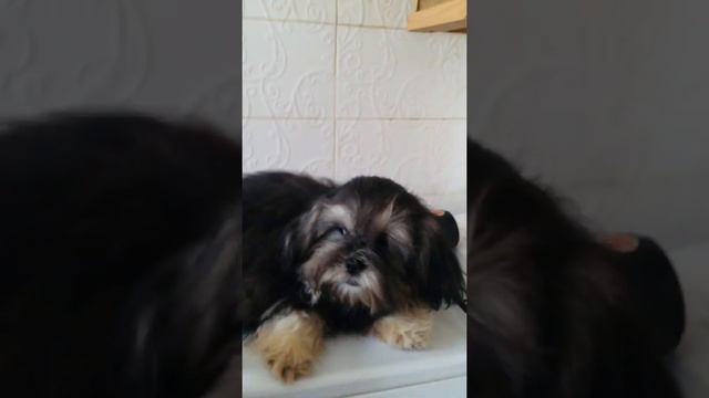 мальчик...уже житель Харькова смотреть онлайн