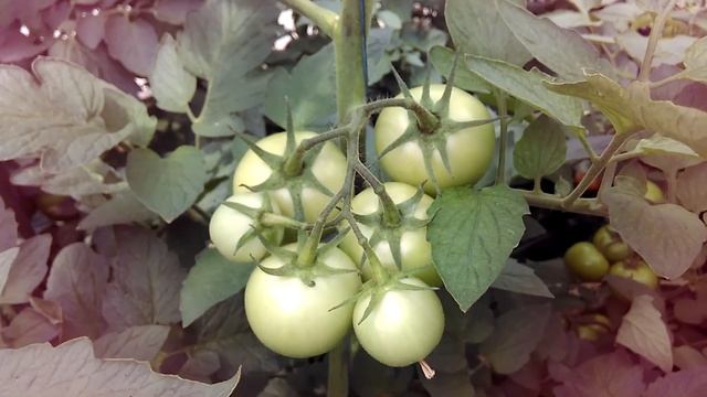 томат Грифон F1 смотреть онлайн