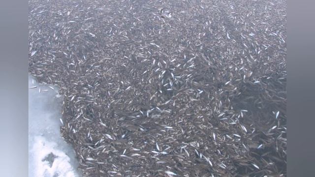 Для всех кто скучает по природе Туруханского района. ( Наш любимый ТУРУХАНСК???) смотреть онлайн