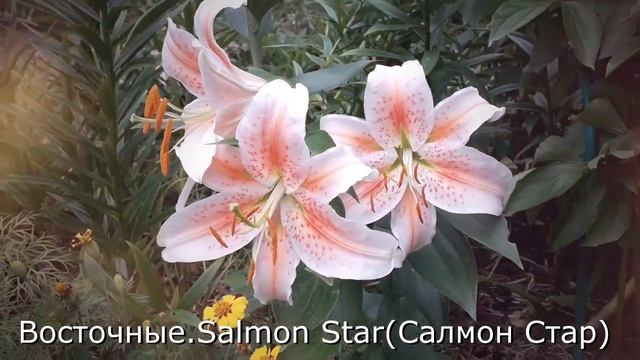 Лилии. С названиями сортов.#лилии#лилиисорта#лилиифото#фанатлилий смотреть онлайн