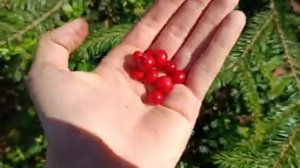 ГРИБНОЕ АССОРТИ В КОНЦЕ АВГУСТА! ГРИБЫ И ЯГОДЫ! ГРИБНЫЕ НОВОСТИ ИЗ ЛЕСА!