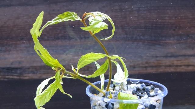 СТАУРОГИН ПОРТО ВЕЛХО ( Staurogyne sp. Porto Velho ) смотреть онлайн