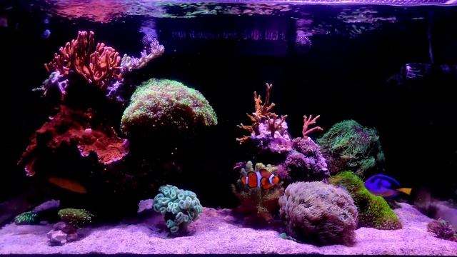 #4 ?Morskie Vlogi - Akwarium 3000l , Zakupy, koralowce inwazyjne #akwarium #akwarystyka смотреть онлайн