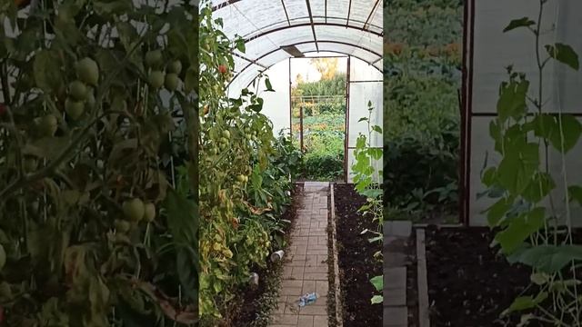 Томат Черри "Зимняя вишня "и томат  "Малиновое пламя " .2023 год !!!!