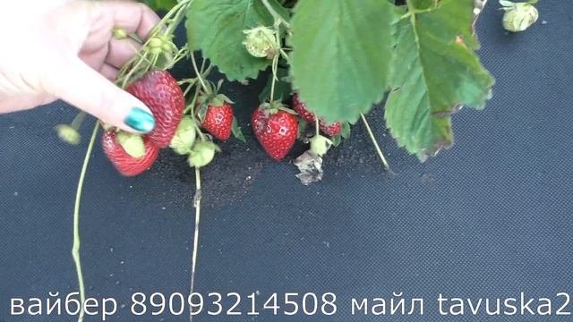 ФОРТУНА (Florida Fortuna) ранний сорт клубники.