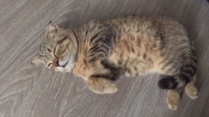 жизнь вне орхидей 06. ? Вислоухий кот Митя