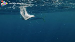 Uchar baliq yoki Uchadigon baliqlar haqida eishganmisiz/ учар балк