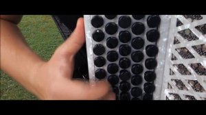 Visvaldis - Андрей Данской (баян,аккордеон)