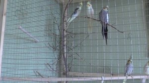 Купили попугая, что делать, первый день. Принесли попугая домой, у него стресс.