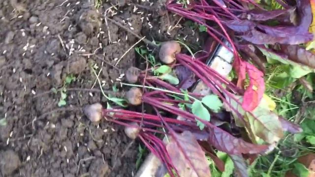 Наша дача/собираем урожай/ грядки готовим к зиме/субботний вечер смотреть онлайн