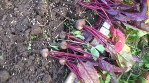 Наша дача/собираем урожай/ грядки готовим к зиме/субботний вечер